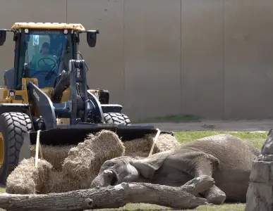 Front-end loader helps elephant get back on her feet after fall at Milwaukee zoo