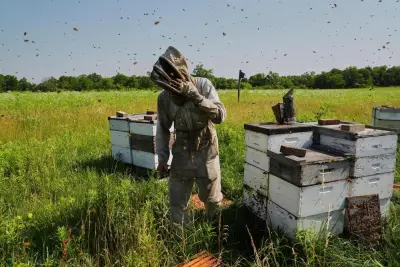 Bees have some ways to cope with a warming Earth, but researchers fear for their future