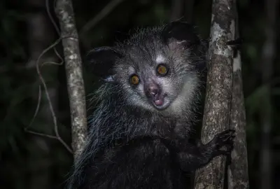 Bronx Zoo’s fascinating World of Darkness exhibit reopens after 16-year hiatus